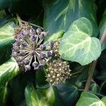 Hedera colchica Hedelmä