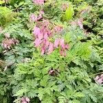 Dicentra formosa Flor