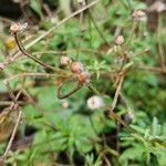 Erigeron karvinskianus Fruit