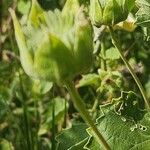 Abutilon grandiflorum Gyümölcs