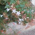 Abelia x grandiflora Flor