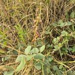 Rhynchosia sublobata फूल