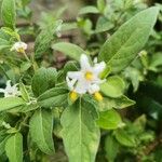 Solanum chenopodioides 叶