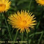 Hypochaeris radicata Blüte