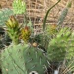 Opuntia macrorhiza Plod