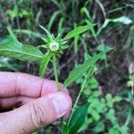 Carpesium cernuum 花