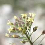 Camelina microcarpa Flor