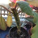 Euphorbia leuconeuraBlodyn