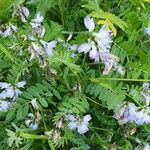 Astragalus alpinus Flor