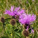 Centaurea phrygia 花