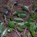 Sleumerodendron austrocaledonicum Hàbitat