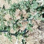 Faidherbia albida Rinde