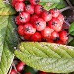 Cotoneaster salicifolius Fruit