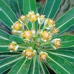Euphorbia mellifera ফুল