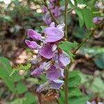 Millettia drastica Flower