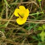 Ranunculus acrisKvet