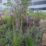 Liatris pycnostachya Hábito