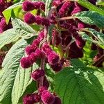 Amaranthus caudatus Blüte