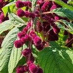 Amaranthus caudatus 花