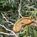 Inga sierrae Fruit