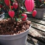 Crinodendron hookerianum Кветка