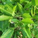 Sideroxylon lycioides Hoja
