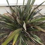 Phormium tenax Levél