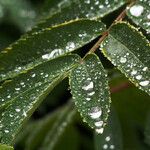 Sorbus americana Feuille