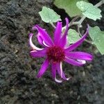 Pericallis echinata Flower
