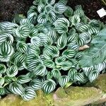 Peperomia argyreia Лист