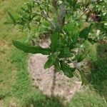 Quercus fusiformis Hoja