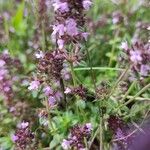 Thymus pulegioides অভ্যাস