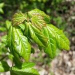 Acer campestre पत्ता