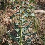 Euphorbia isatidifolia Habitus