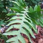 Polypodium interjectum ഇല