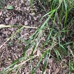 Oloptum miliaceum 葉
