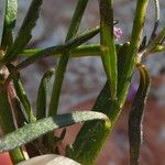 Iberis linifolia Likasa