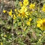 Senecio inaequidensBloem