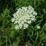 Daucus carotaFlower