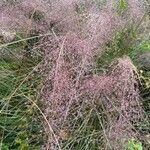 Eragrostis spectabilis ᱵᱟᱦᱟ