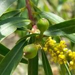 Sapium haematospermum Fruto