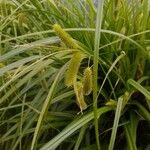 Carex pseudocyperus Blodyn