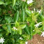 Jasminum multiflorum Deilen