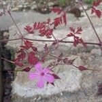 Geranium purpureumFlors