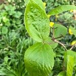 Viburnum carlesii Leaf