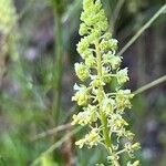 Reseda luteaFloare