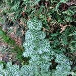 Silybum marianum List