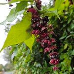 Leycesteria formosa Hedelmä