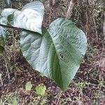 Vernicia fordii Leaf