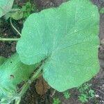 Cucurbita moschata Лист